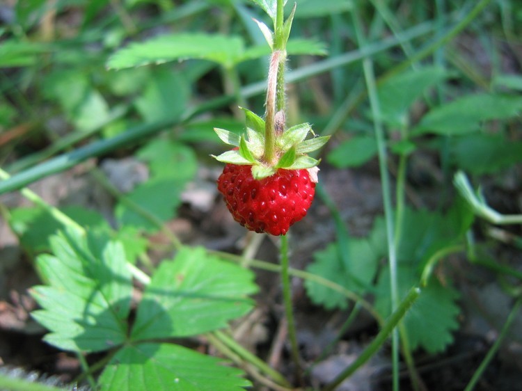Fragaria vesca